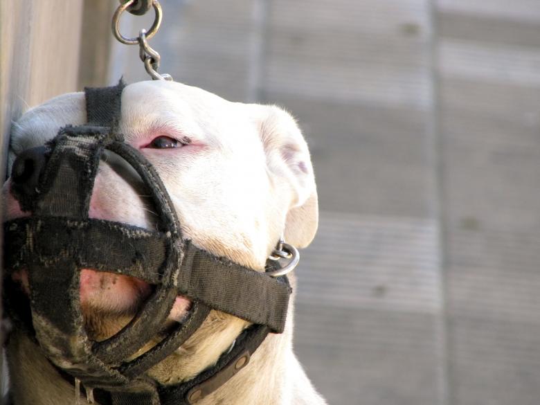 Free stock image of Sad Dogo created by Barbara Din