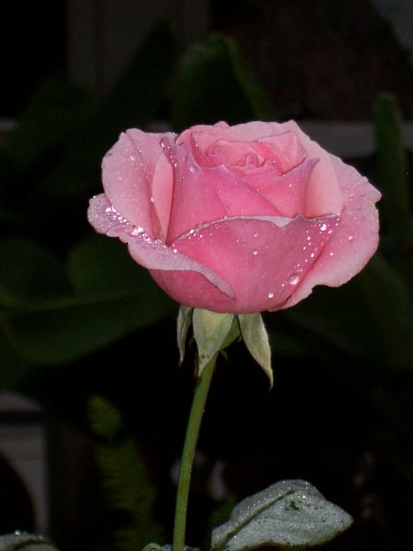 Free stock image of Pink rose created by joy sheppard