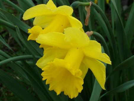 Yellow golden flowers - Free Stock Photo
