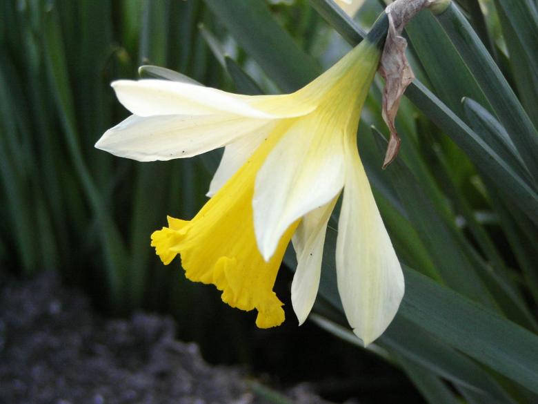Free stock image of Yellow flower created by melissa madison moreno