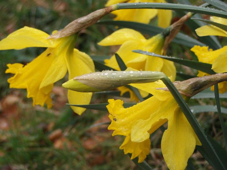 Free stock image of Yellow flowers created by melissa madison moreno