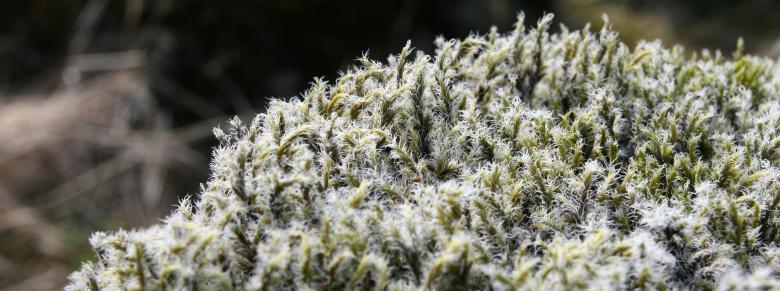 Free stock image of Icelandic Moss created by Kristján Granz