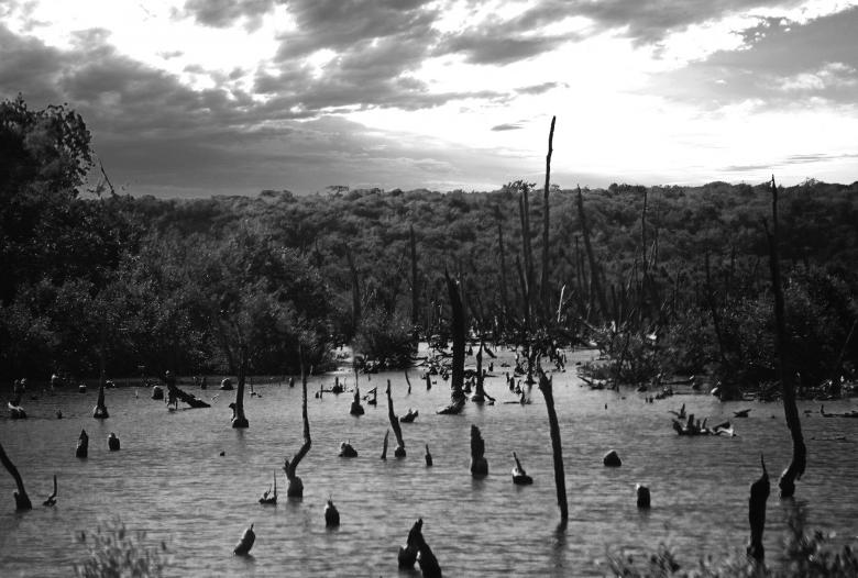 Free stock image of Forbidden swamp created by Jesus Baez