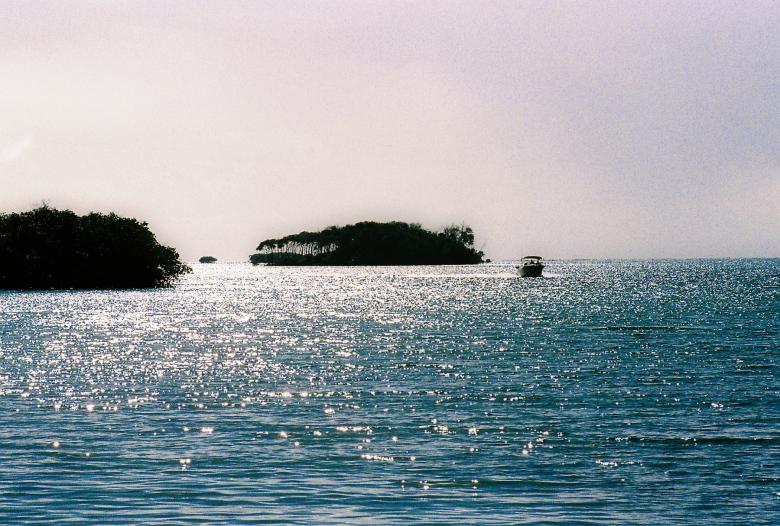 Free stock image of Alligator island created by Jesus Baez