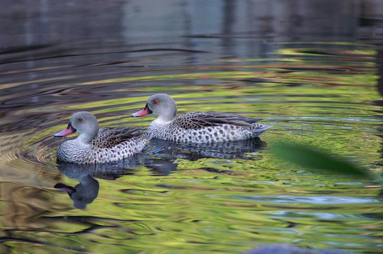 Free stock image of Ducks - Evening Swim created by to0w1r3d