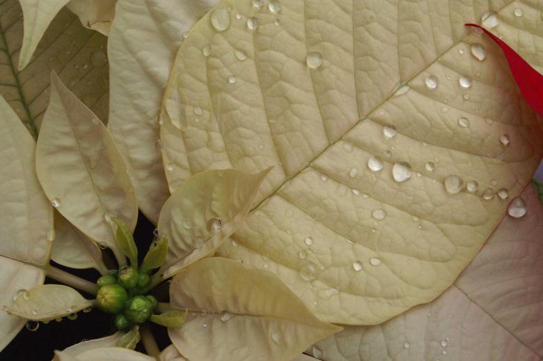 Free stock image of Droplets on leaves created by to0w1r3d