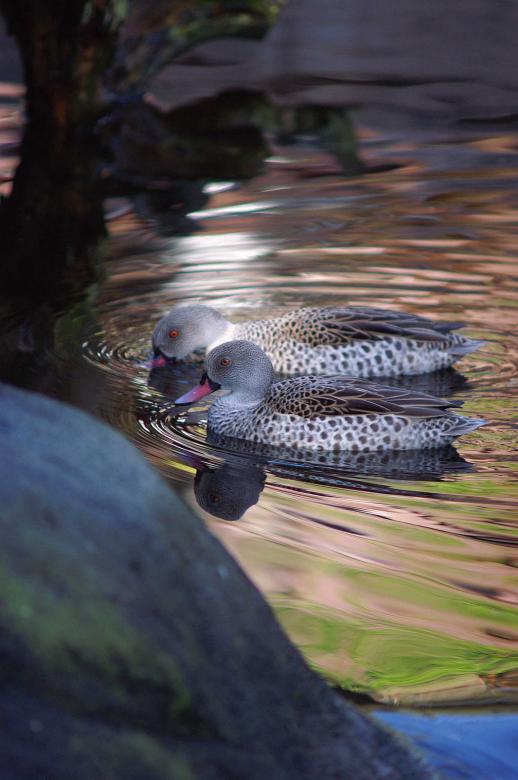 Free stock image of Ducks - Evening Swim created by to0w1r3d