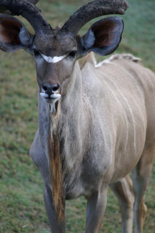 Free stock image of Mountain Ram created by to0w1r3d