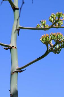 Bare tree