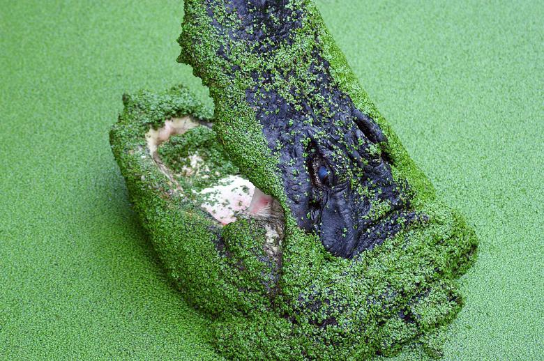 Free stock image of Crocodile created by to0w1r3d