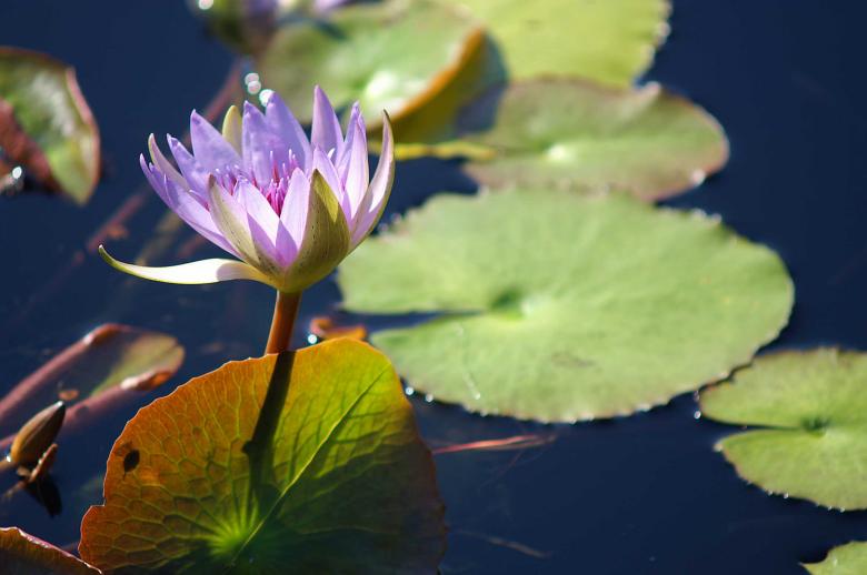 Free stock image of Water lily created by to0w1r3d
