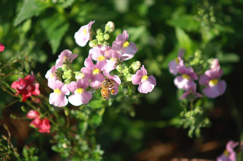 Free stock image of Pretty flowers created by to0w1r3d