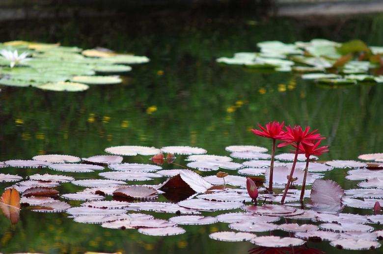 Free stock image of Water lilies created by to0w1r3d