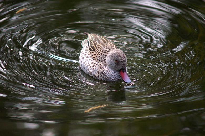 Free stock image of Swimming duck created by to0w1r3d