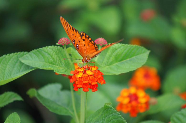 Free stock image of Orange butterfly and flowers created by to0w1r3d