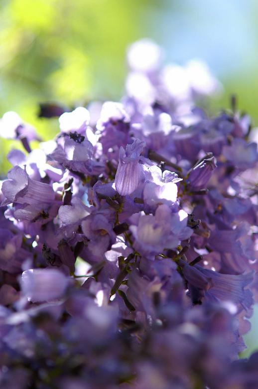 Free stock image of Purple flowers created by to0w1r3d
