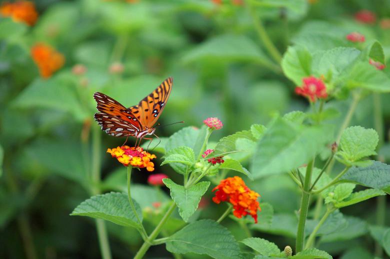 Free stock image of Orange butterfly created by to0w1r3d