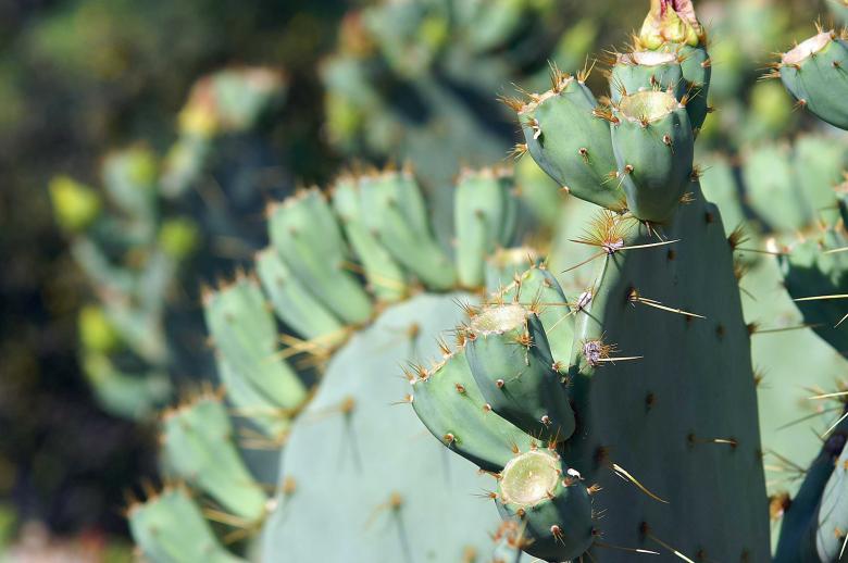 Free stock image of Cactus created by to0w1r3d