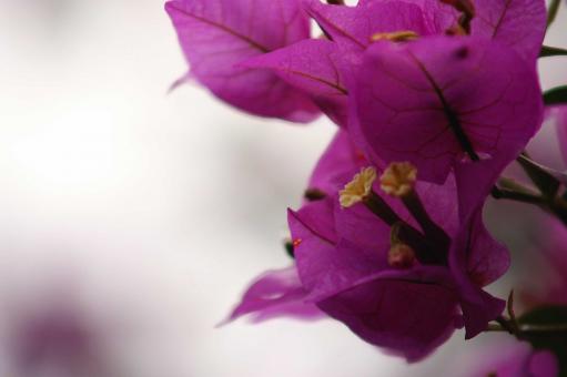 Pink flower