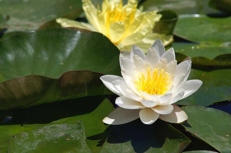 Free stock image of Water lilies created by to0w1r3d