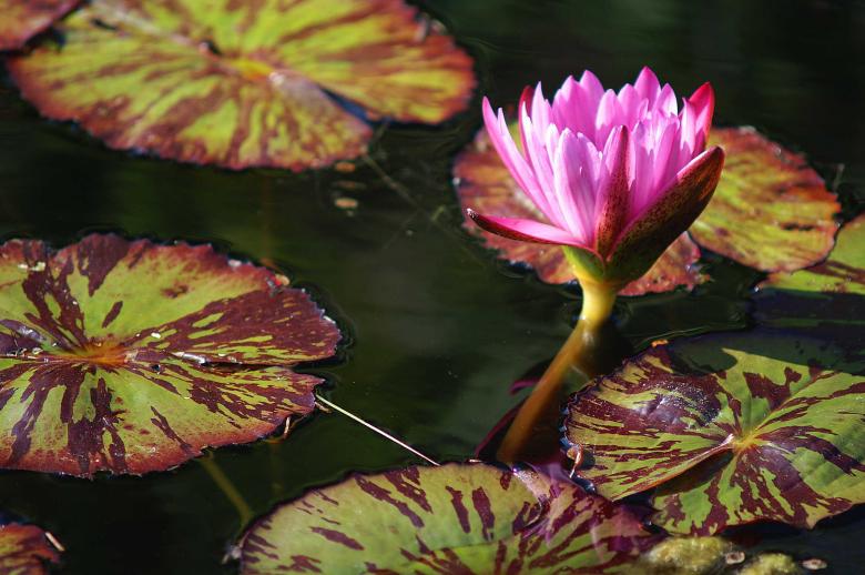 Free stock image of Pink water lily created by to0w1r3d