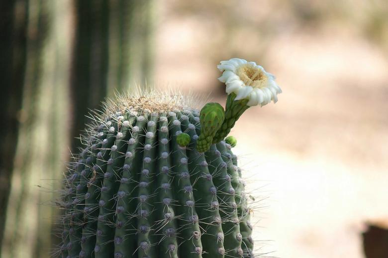 Free stock image of Cactus flower created by to0w1r3d