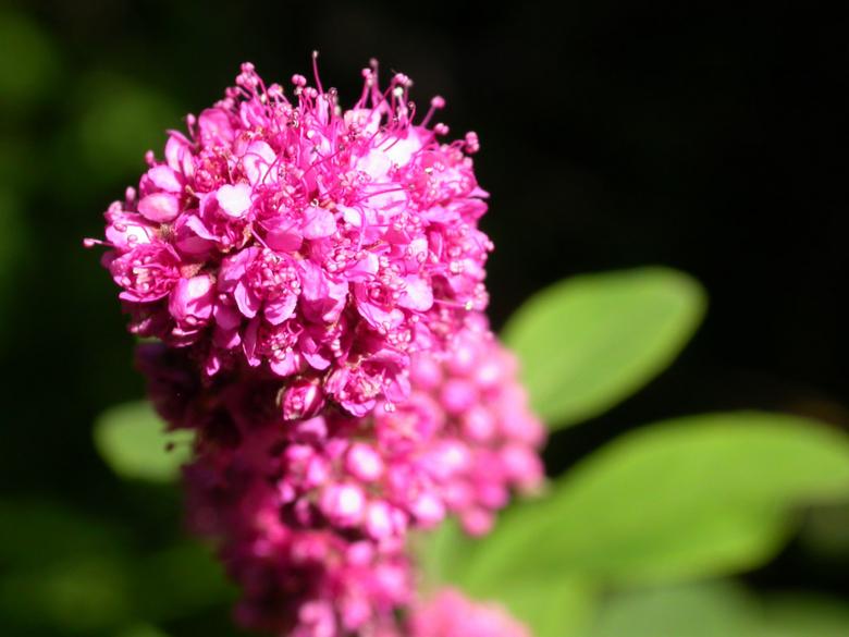 Free stock image of Pink Cluster Flowers created by Suvro Khan