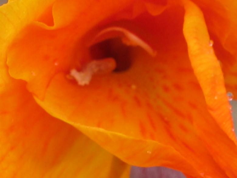 Free stock image of South African flower created by Mariette van den Heever