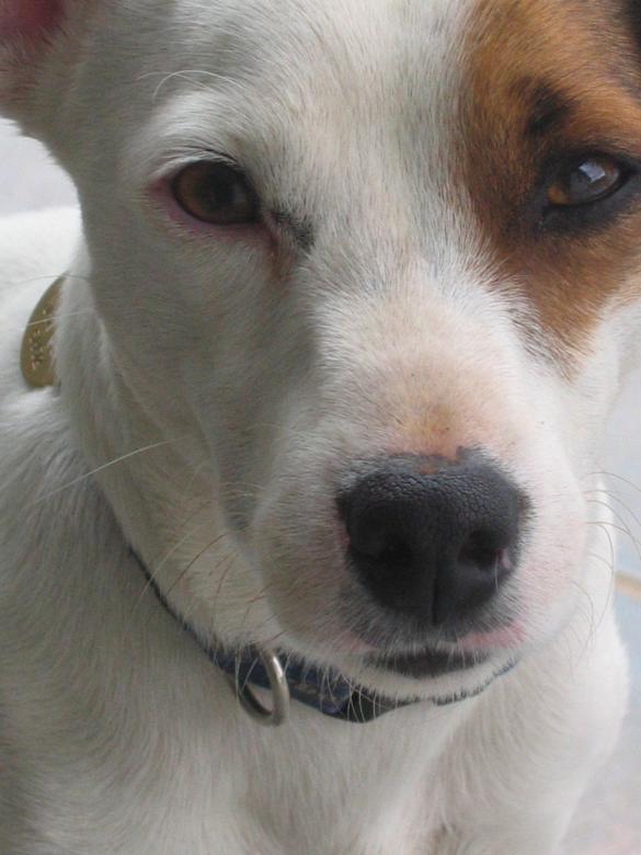 Free stock image of Face of a dog created by Mariette van den Heever