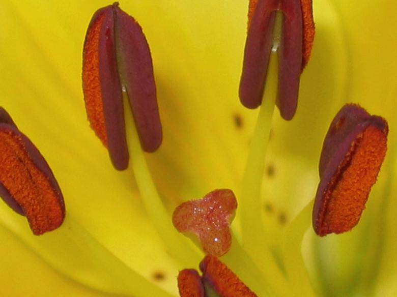 Free stock image of Yellow Flower created by Mariette van den Heever