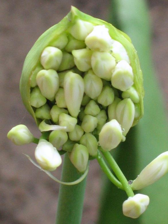 Free stock image of Flower seeds created by Mariette van den Heever