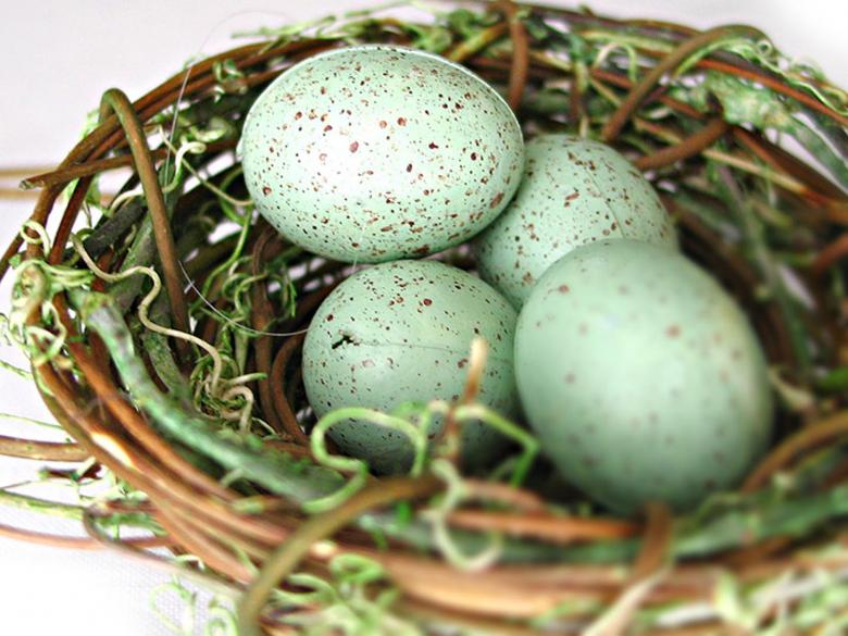 Free stock image of Eggs created by Suvro Khan