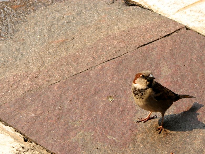 Free stock image of Sparrow created by Barbara Din