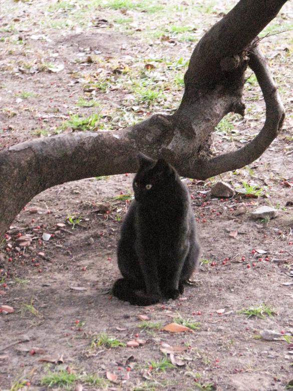 Free stock image of Black cat created by Barbara Din