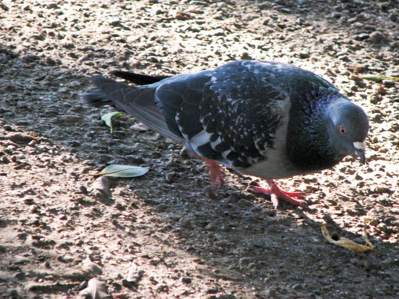 Free stock image of Urban pigeon created by Barbara Din