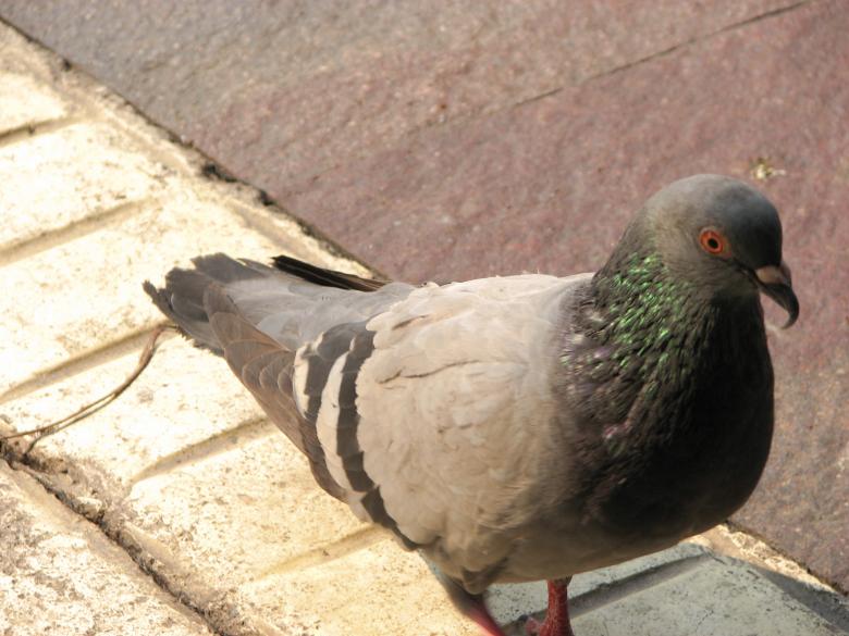 Free stock image of Urban pigeon created by Barbara Din