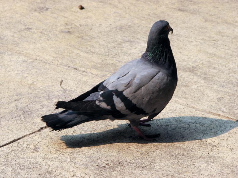 Free stock image of Urban pigeon created by Barbara Din