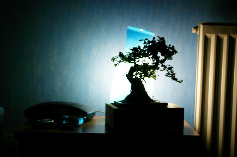 Free stock image of Banzai tree in the room created by frhuynh