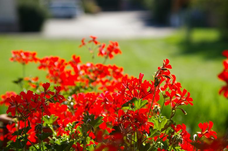 Free stock image of Red flowers created by frhuynh
