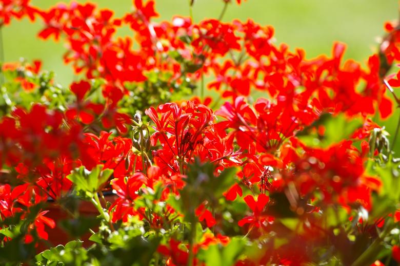 Free stock image of Red flowers created by frhuynh