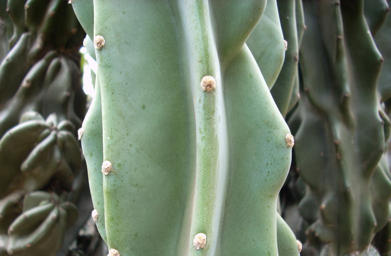 Free stock image of Cactus created by Rhema Prabhata