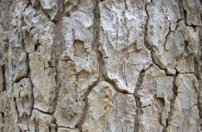 Free stock image of Tree bark created by Rhema Prabhata