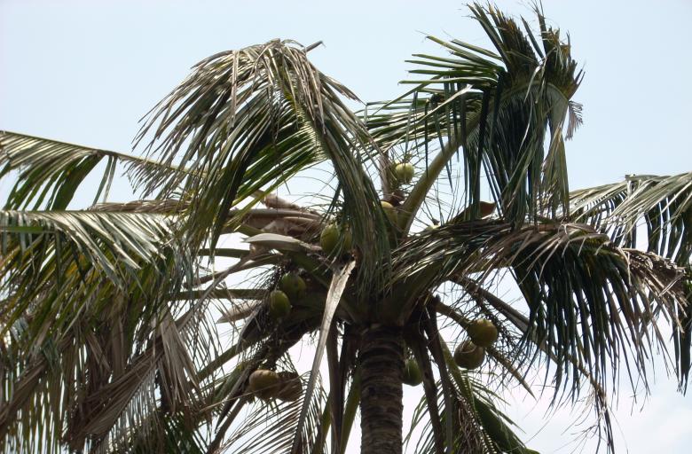 Free stock image of Palm tree top created by Rhema Prabhata