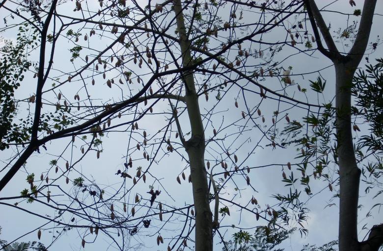 Free stock image of Top of a Tree created by Rhema Prabhata