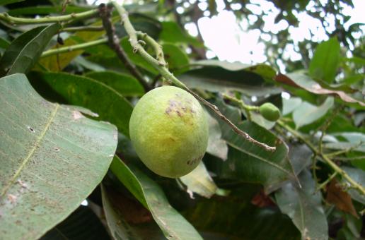Mango - Free Stock Photo
