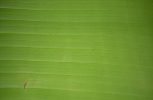 Green banana leaf texture - Free Stock Photo