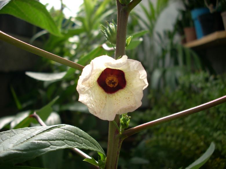 Free stock image of White Flower created by Rhema Prabhata