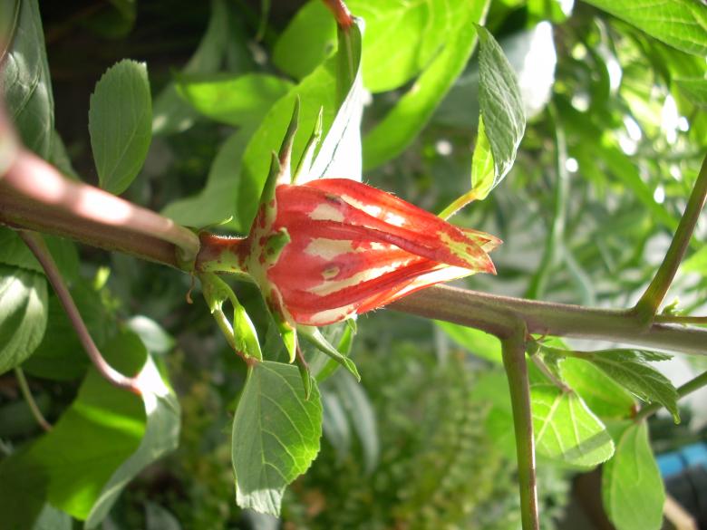Free stock image of Closed Flower created by Rhema Prabhata