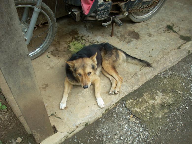 Free stock image of Sitting Dog created by Rhema Prabhata