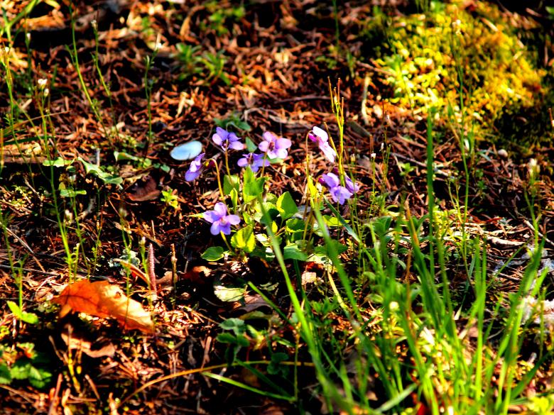 Free stock image of Flowers created by Alen